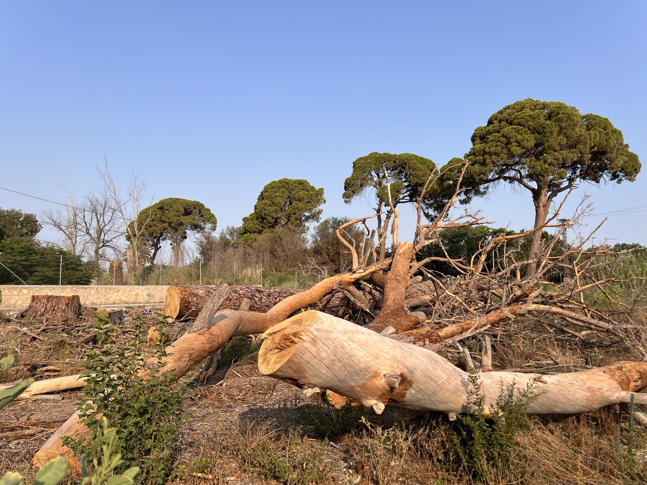 Huermur denuncia la muerte del 70% de los pinos centenarios de Churra ...
